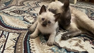 siam pişiyi qiyməti: Siam, Dişi — 2