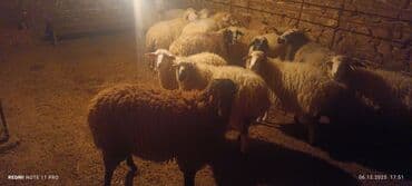 Аквариумы: Qoyun sürüsü – ətlik və damazlıq üçün - Növ: yerli qarışıq cinslər — 3