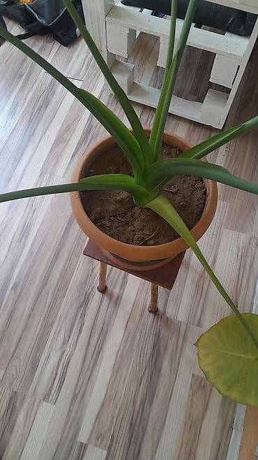 dib: Böyük yarpaqlı otaq bitkisi – Alokaziya (Elephant Ear) saksıda Məhsul — 2