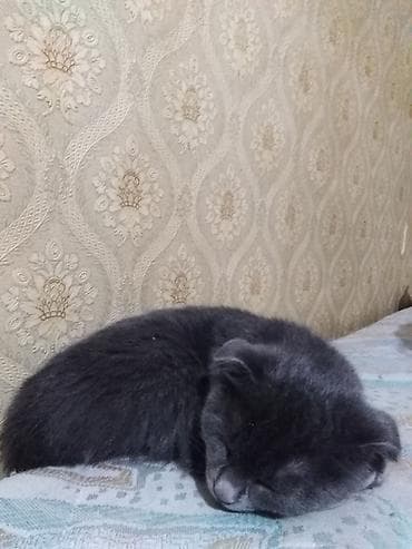 pişik cutleşdirme: Şotland, Dişi, Yaxşı əllərə, Ünvandan götürmə, Ödənişli çatdırılma — 2