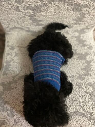Geyimlər: Qara balaca it üçün mavi trikotaj sviter - Rəng: mavi (nazik çəhrayı — 2