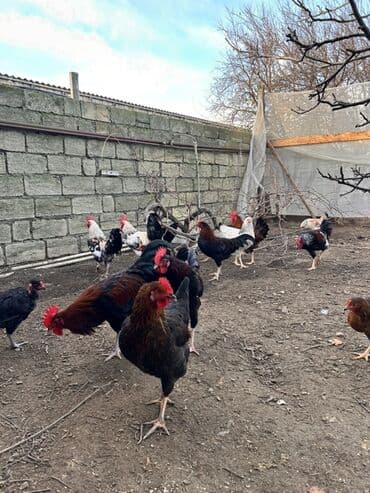 Сельхоз птицы: Курица, Для разведения, Самовывоз, Платная доставка — 1