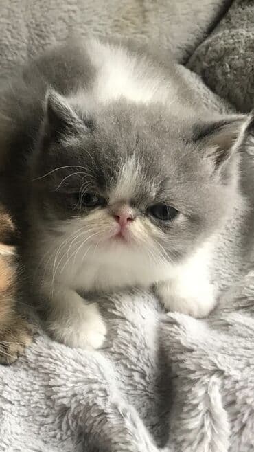 pers pişiy: Fars — 1