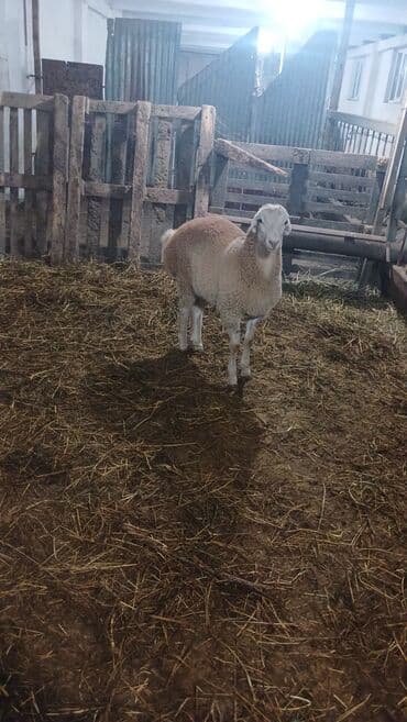 dovşan şəkili: Qoyun – ətli-yunlu cins - Şəkillərdəki heyvan – quyruqlı — 1