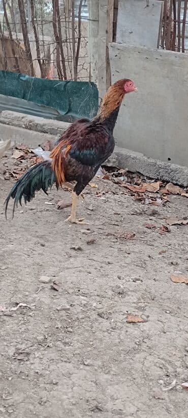 kənd toyuqu: Xoruz, Heyratı, il: 1, Ünvandan götürmə — 5