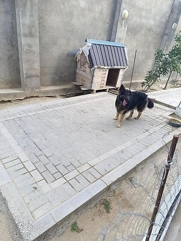 it sekileri: Alman çoban iti, Peyvəndli — 3