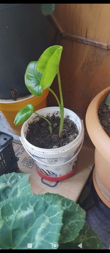 куплю комнатные растения: Məhsul: Otaq gülləri (saksıda) Təsvir: - Şəkillərdə müxtəlif — 11