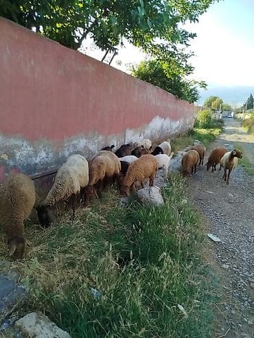 Dişi, Alpine, il: 1, Damazlıq, Südlük, Ətlik, Ünvandan götürmə