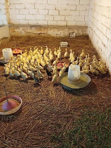 Ördəklər: Məhsul: Cücələr – ördək balaları Təsvir: - Şəkillərdə çoxsaylı ördək — 4