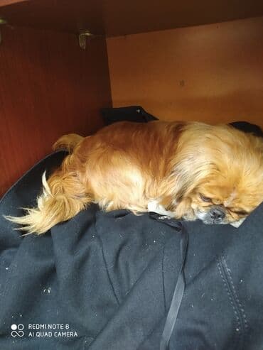 itler pomerian: Pekines — 1