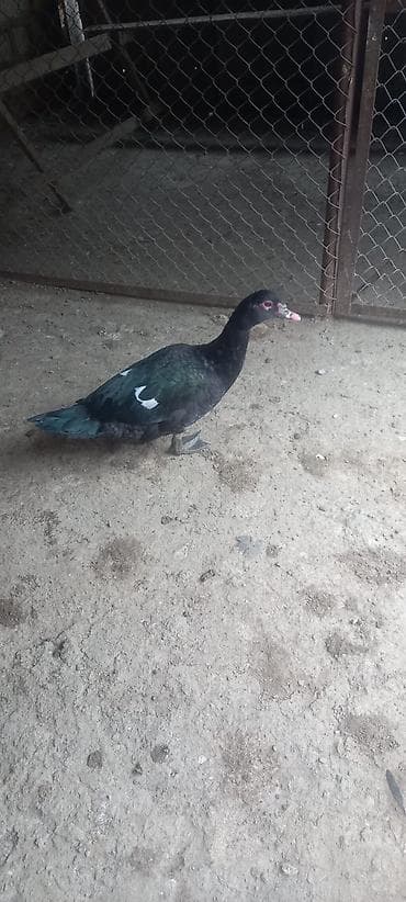 pitbull iti satilir: Amerikan lal ördək — 5