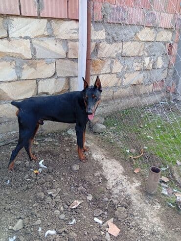 доберман купить: Доберман, Самец — 5