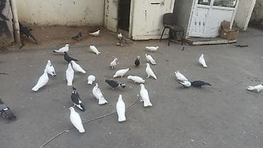 ucuz goyərcin: Ev göyərçinləri – müxtəlif rəng və naxışlarda - Növ: evdə bəslənən — 8