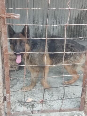 heyvanlara verilen adlar: Alman çoban iti, 2 il, Erkek, Sənədli — 7