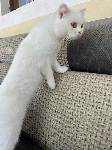 ördək növləri: ….Salam 1 yaş 4 aylıqdır dişidir ev şəraitində saxlanılıb … esger — 7