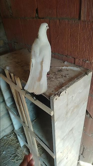rəngli quşlar: Mor cep erkey tumluq qusdu pula ehtiyac olduquna gore satilir 50m — 2