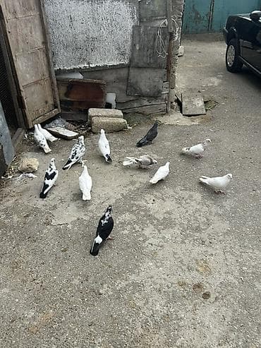 şpits itleri qiymeti: Kom 5 manatdan — 3