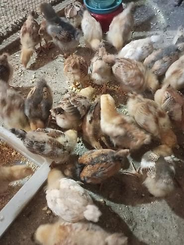 K/t heyvanları və malları: Toyuq cücələri, Ətlik, Ünvandan götürmə — 2