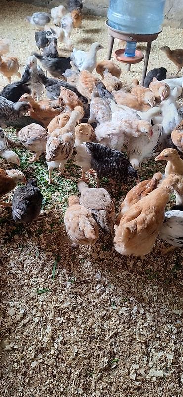 ataks cuceleri: Toyuq cücələri, Damazlıq — 2