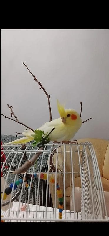 El quwu rucnoy Karella sultan papuqayi satiram əl quşudu, rucnoydu lalafo.az -da El quwu rucnoy Karella sultan papuqayi satiram əl quşudu, rucnoydu