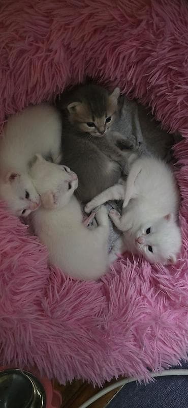 котята в добрые руки: Табби, В добрые руки — 1