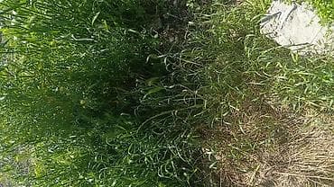 balali inək: Satılır: təbii yaşıl ot (qarışıq biçinlik) Məhsul təsviri: - — 6