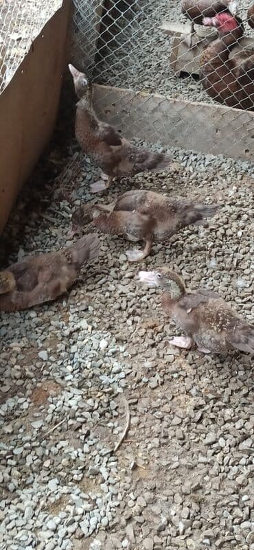 Gəmiricilər: 4 ədəd krasnadar təmiz sort balalar satılır — 1