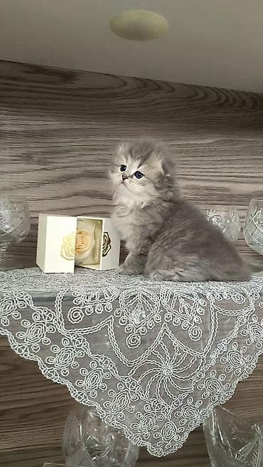 menks cinsli pişik: Tam sağlam uzuntüklü balalar saf Qandi. Ana ve ata şəkillərini ciddi — 1