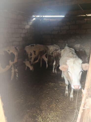 Inəklər, öküzlər: Salam 5 ədəd cins dişi danalardi satilir 1 yaş və 10 aylıq danalardi — 3
