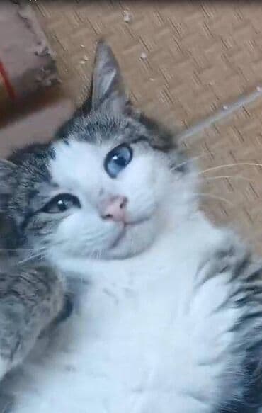 pişik balasi: Dişi, Yaxşı əllərə — 2