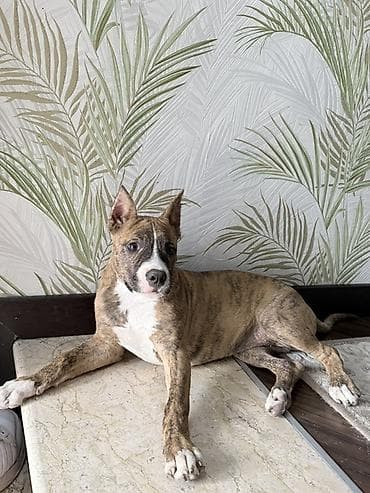 tap az xaski: Pitbul, 3 ay, Dişi, Peyvəndli — 3