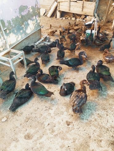 ördək balası və cücə: Zumrudu ordek balalar satilir.qiymet cutune ayidi bu yayin balalaridi — 2