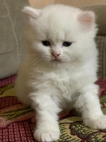 akvarium balıq növləri: Fars, Erkək, Cütləşmə üçün, Pulsuz çatdırılma — 3