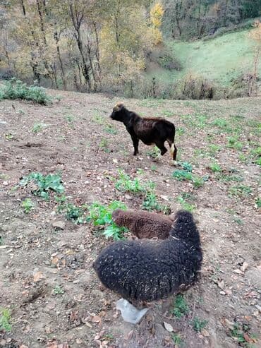dovşan haqqında melumat: Mal-qara: Qaramal buzov - Növ: Yerli qaramal buzovu - Rəng — 2