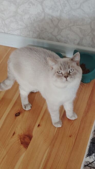 1 azn pişik: Şotland, Erkək, Cütləşmə üçün, Ödənişli çatdırılma — 13