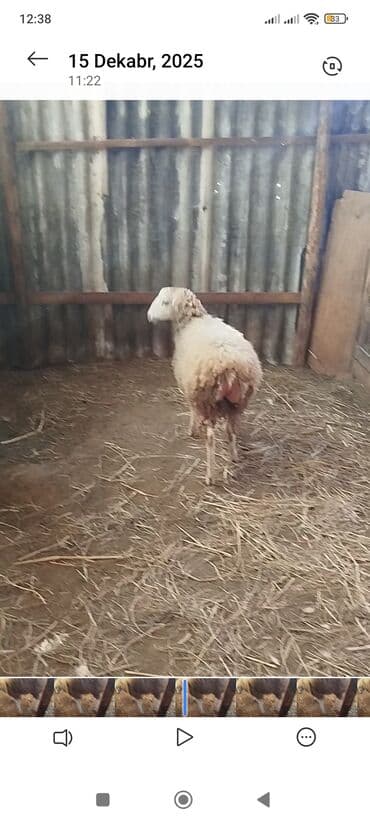 домик для собаки: Sort quzudu boz kəredi 280m ünvan Göyçay Təsvir: - Ağ rəngli, orta — 1