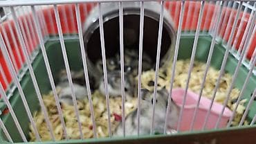 hələb kecilərin qiyməti: Hamster .cunqalik.1 denesi 5 manat — 4