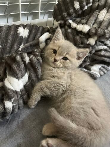 İtlər: Şinşilla, Dişi — 2