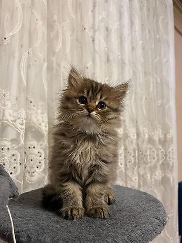 Erkək, Dişi, Yaxşı əllərə, Ünvandan götürmə lalafo.az -da Erkək, Dişi, Yaxşı əllərə, Ünvandan götürmə