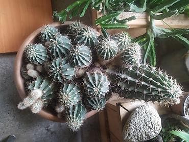 feyxoa ciceyi: Kaktus – Echinopsis ailəsi (ana bitki və çoxlu pöhrələr) - Növ — 1