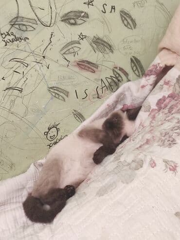 pişiklər: Siam, Dişi, Ünvandan götürmə — 4