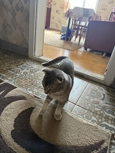 K/t heyvanları və malları: Şotland yastı qulaq, Erkək, Yaxşı əllərə — 4