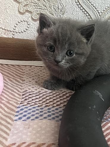 pişik satisi 2022: Britan, Erkək, Dişi, Yaxşı əllərə, Ünvandan götürmə — 7