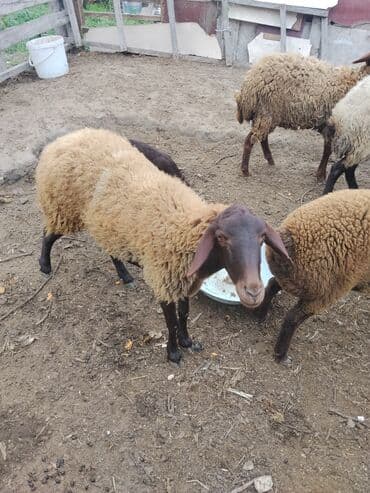 bmw 3 серия 328xi at: Erkək, Qala, il: 1, 70 kq — 28