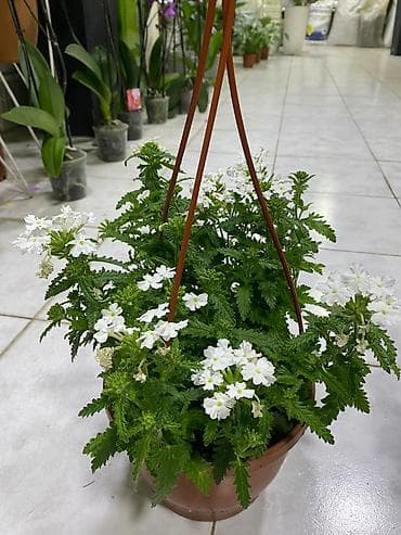 gül buketleri: Asılqan güllər – asma səbətdə dekorativ çiçəkli bitkilər - Asma — 10