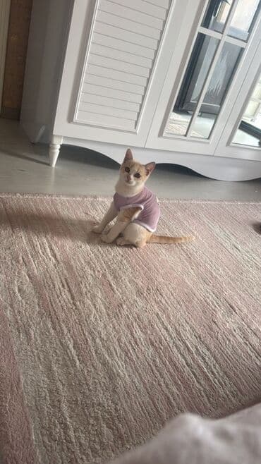 munchkin pişik: Qızılı scottish Oyunsevər, maraqlıdır, interaktiv oyuncaqlarla — 4