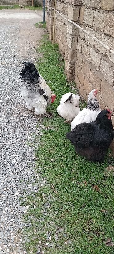 ucuz toyug: Toyuq, Brama, Damazlıq — 7