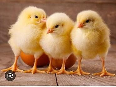 bildirçin əti satışı: Toyuq cücələri, Ətlik — 1