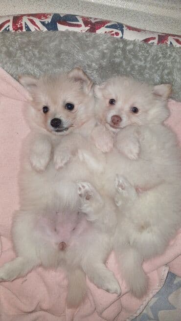 qoyun əti qiyməti: Şpitz — 1