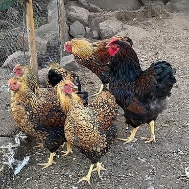 Digər heyvanlar: Toyuq, Damazlıq — 2